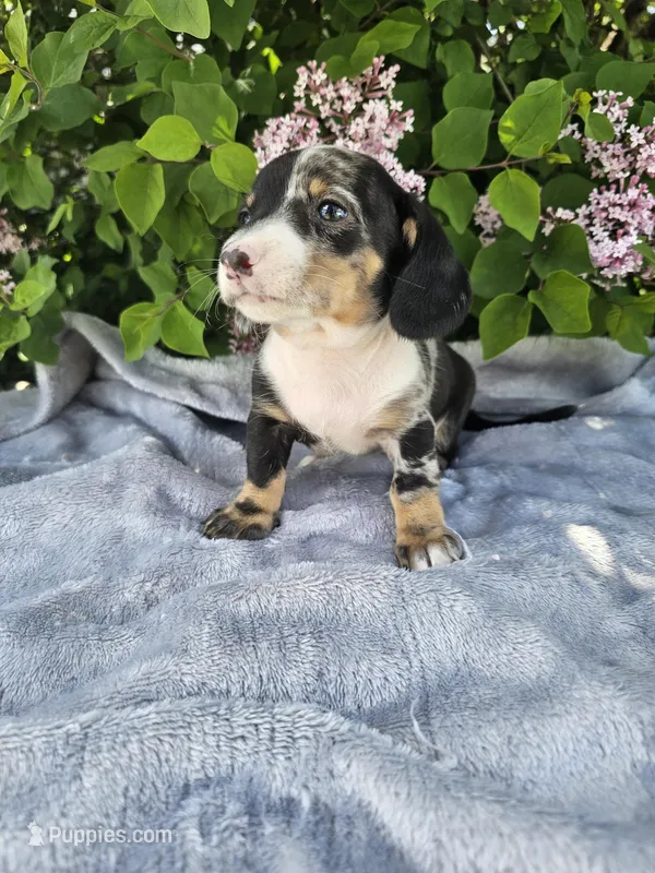 Rusty, a male Dachshund for sale in Nappanee, IN – Photo 1 of 10