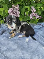 Rusty, a male Dachshund for sale in Nappanee, IN – Photo 5 of 10