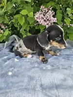 Rusty, a male Dachshund for sale in Nappanee, IN – Photo 10 of 10
