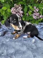Rusty, a male Dachshund for sale in Nappanee, IN – Photo 4 of 10