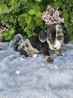 Rusty, a male Dachshund for sale in Nappanee, IN – Photo 9 of 10