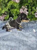 Rusty, a male Dachshund for sale in Nappanee, IN – Photo 8 of 10