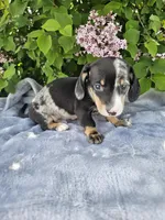 Rusty, a male Dachshund for sale in Nappanee, IN – Photo 7 of 10
