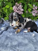 Rusty, a male Dachshund for sale in Nappanee, IN – Photo 3 of 10