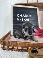 Charlie, a male Miniature Schnauzer for sale in Nappanee, IN – 7 of 10