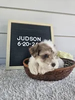 Judson, a male Miniature Schnauzer for sale in Nappanee, IN – 4 of 9