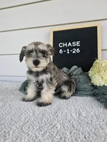 Chase, a male Miniature Schnauzer for sale in Nappanee, IN – 2 of 7