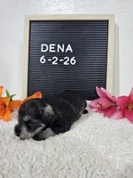 Dena, a female Miniature Schnauzer for sale in Nappanee, IN – 8 of 10