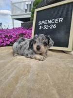 Spancer, a male Miniature Schnauzer for sale in Nappanee, IN – 4 of 8