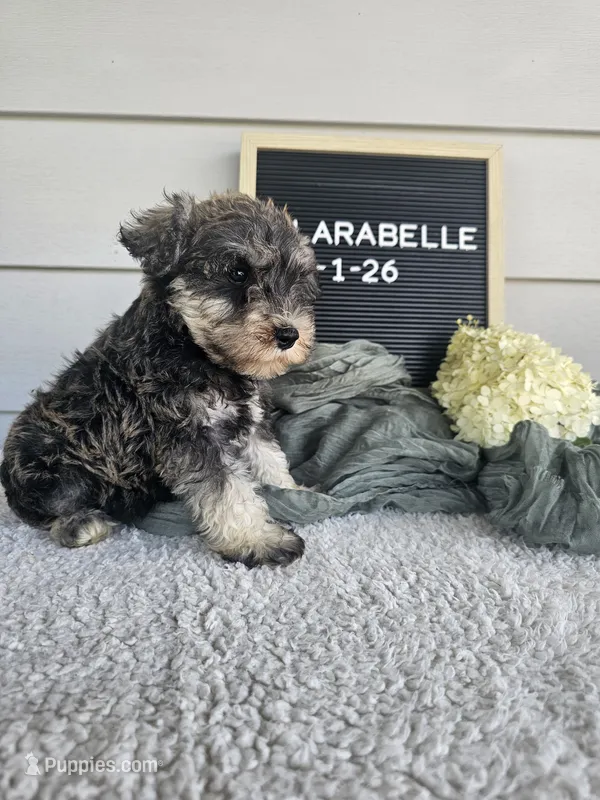 Clarabelle – Miniature Schnauzer puppy for sale in Nappanee, IN