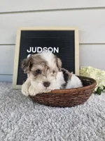Judson, a male Miniature Schnauzer for sale in Nappanee, IN – 7 of 9