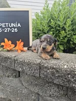 Petunia, a female Dachshund for sale in Nappanee, IN – 8 of 10