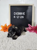 Debbie, a female Miniature Schnauzer for sale in Nappanee, IN – 4 of 10