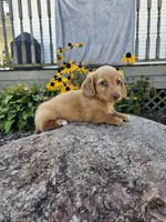 Pumpkin, a male Miniature Dachshund for sale in Nappanee, IN – 8 of 10