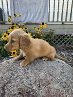 Pumpkin, a male Miniature Dachshund for sale in Nappanee, IN – 5 of 10