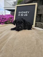 Sydney, a female Miniature Schnauzer for sale in Nappanee, IN – 4 of 9