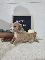 Hazel, a female Miniature Goldendoodle for sale in Nappanee, IN – 7 of 10