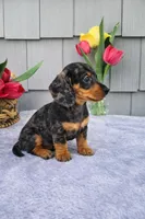 Mia, a female Dachshund for sale in Nappanee, IN – Photo 4 of 8