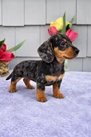 Mia, a female Dachshund for sale in Nappanee, IN – Photo 3 of 8