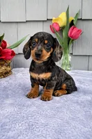 Mia, a female Dachshund for sale in Nappanee, IN – Photo 5 of 8