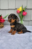 Mia, a female Dachshund for sale in Nappanee, IN – Photo 8 of 8