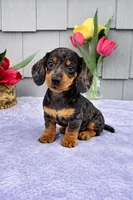 Mia, a female Dachshund for sale in Nappanee, IN – Photo 2 of 8