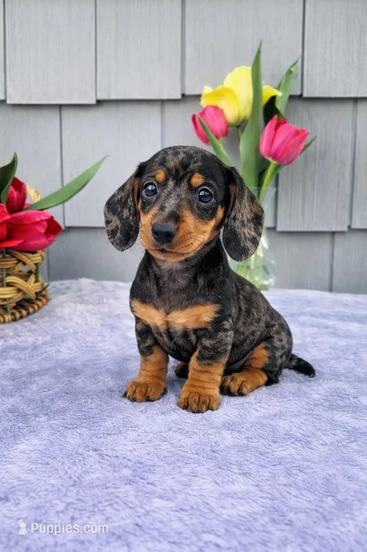 Mia – Dachshund puppy for sale in Nappanee, IN
