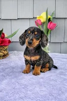 Mia, a female Dachshund for sale in Nappanee, IN – Photo 1 of 8