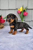 Mia, a female Dachshund for sale in Nappanee, IN – Photo 7 of 8