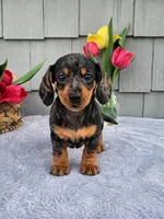 Mia, a female Dachshund for sale in Nappanee, IN – Photo 6 of 8