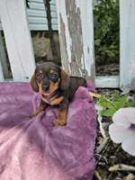Jeff, a male Miniature Dachshund for sale in Nappanee, IN – 4 of 6