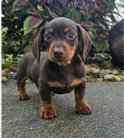 Rock, a male Dachshund for sale in Nappanee, IN – 6 of 9