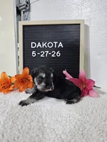 Dakota, a male Miniature Schnauzer for sale in Nappanee, IN – 9 of 10