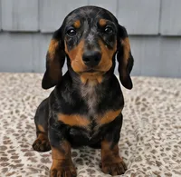 Mia , a female Dachshund for sale in Nappanee, IN – 6 of 9