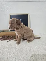 Holly, a female Miniature Goldendoodle for sale in Nappanee, IN – 2 of 10