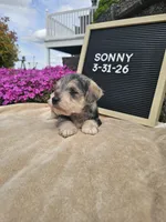 Sunny, a male Miniature Schnauzer for sale in Nappanee, IN – 5 of 9