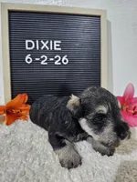 Dixie, a female Miniature Schnauzer for sale in Nappanee, IN – 5 of 10