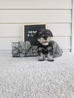 Dena, a female Miniature Schnauzer for sale in Nappanee, IN – 2 of 10