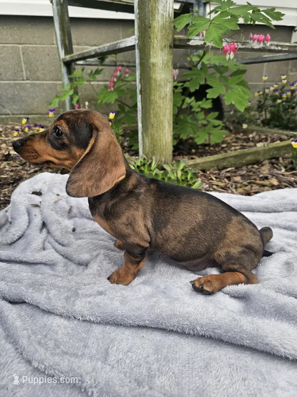 Maggie – Dachshund puppy for sale in Nappanee, IN