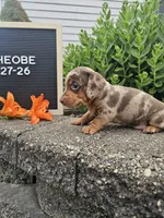 Phoebe, a female Dachshund for sale in Nappanee, IN – 7 of 10