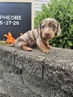 Phoebe, a female Dachshund for sale in Nappanee, IN – 8 of 10