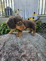 Ginger, a male Miniature Dachshund for sale in Nappanee, IN – 7 of 8