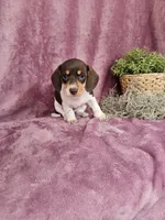 Carmen, a female Dachshund for sale in Nappanee, IN – Photo 3 of 9