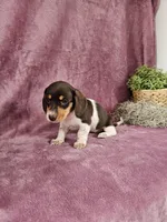 Carmen, a female Dachshund for sale in Nappanee, IN – Photo 5 of 9