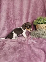 Carmen, a female Dachshund for sale in Nappanee, IN – Photo 8 of 9