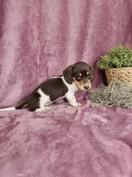Carmen, a female Dachshund for sale in Nappanee, IN – Photo 9 of 9