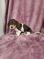 Carmen, a female Dachshund for sale in Nappanee, IN – Photo 4 of 9