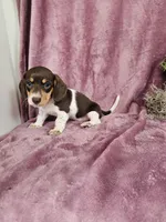 Carmen, a female Dachshund for sale in Nappanee, IN – Photo 2 of 9