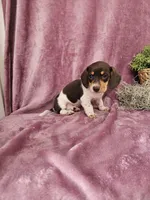 Carmen, a female Dachshund for sale in Nappanee, IN – Photo 7 of 9
