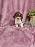 Carmen, a female Dachshund for sale in Nappanee, IN – Photo 1 of 9